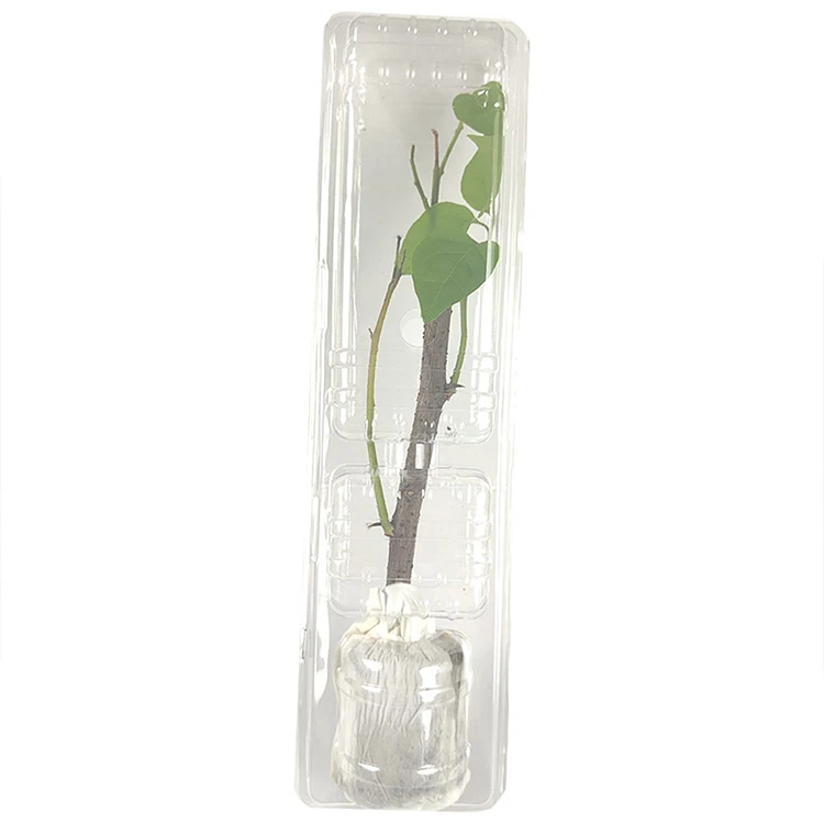 Recycled Plastic Live Plants Saplings Protective Packing Box Flower Seed Transport Box Packaging
