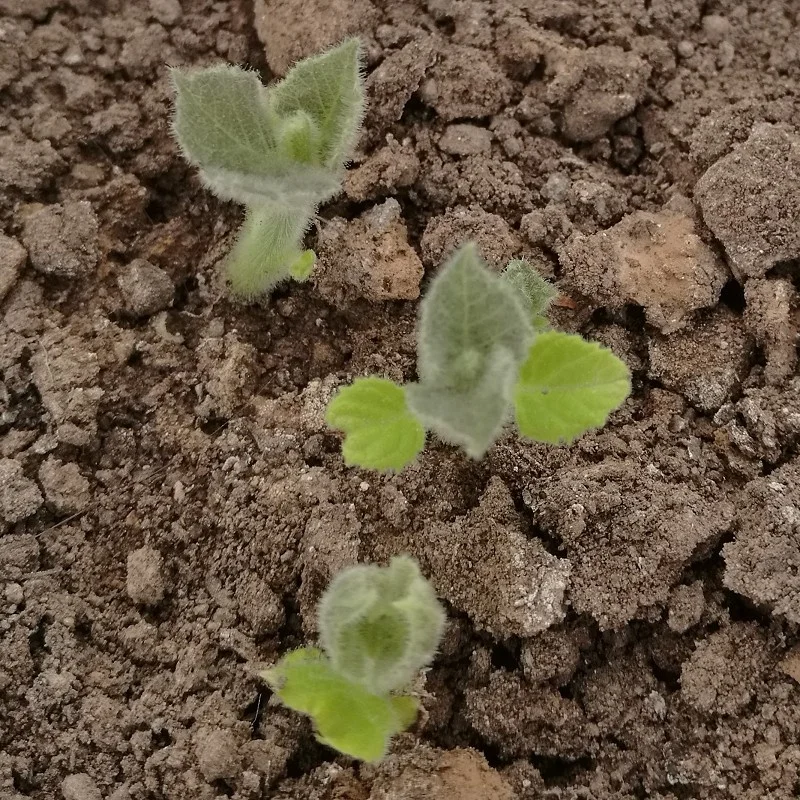 Дешевая заводская цена корень павловнии с сертификатом