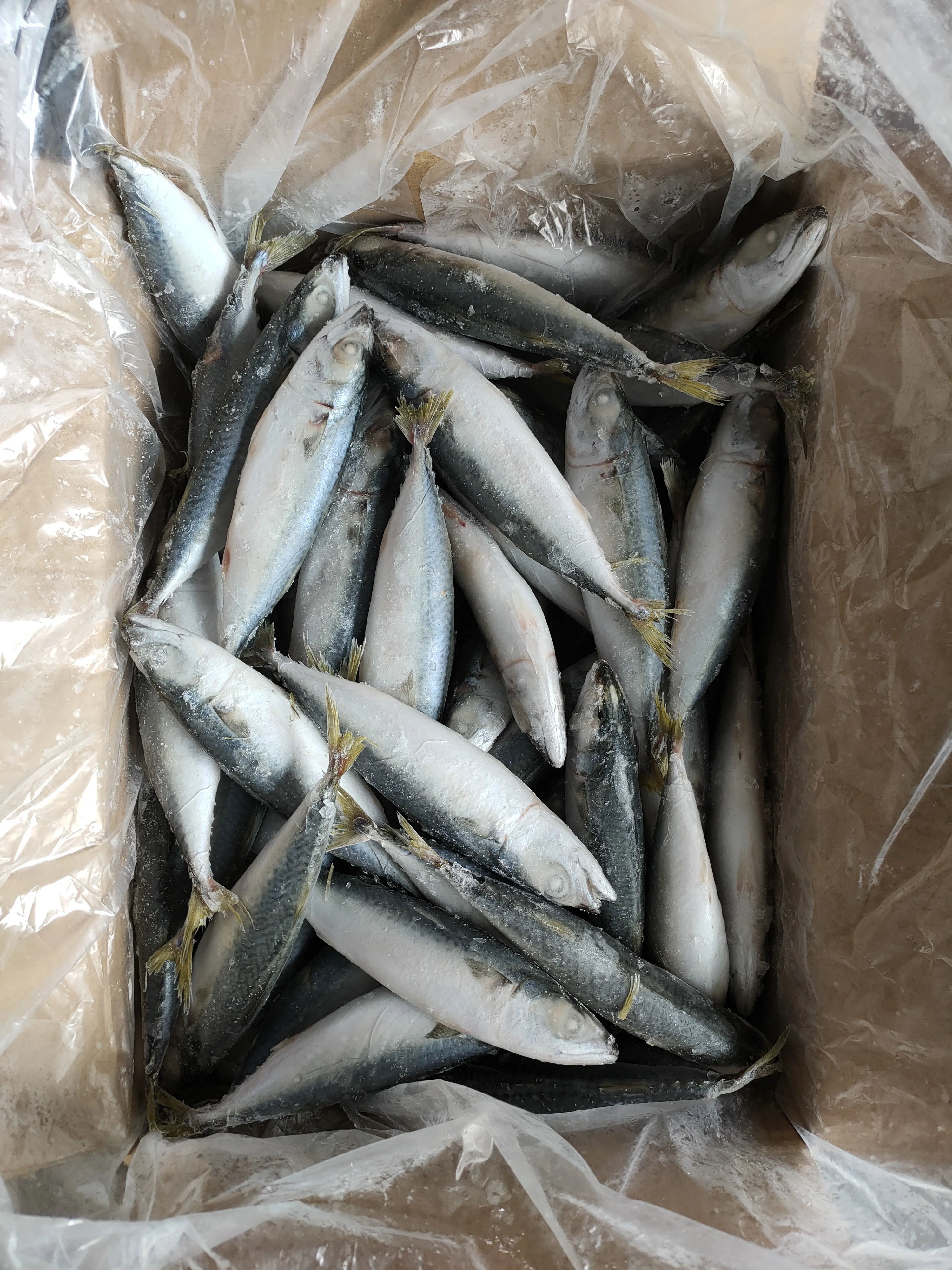 Frozen Sardine Fish