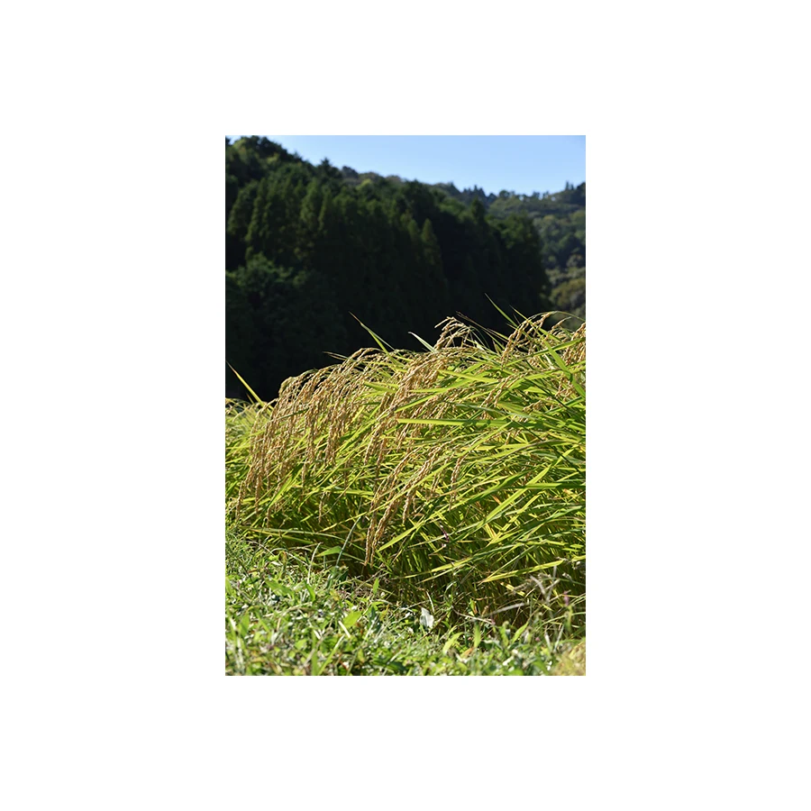 
Japan rich and fragrant flavor private label food beverage drink manufacture 