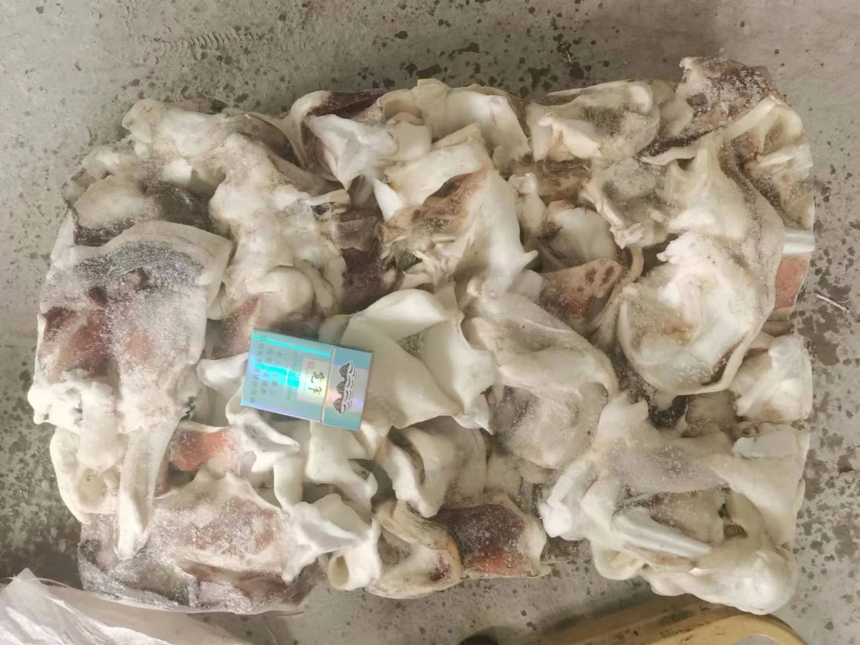 Frozen Cut Open Block Frozen Size 500 Giant Squid Neck for Thailand Market