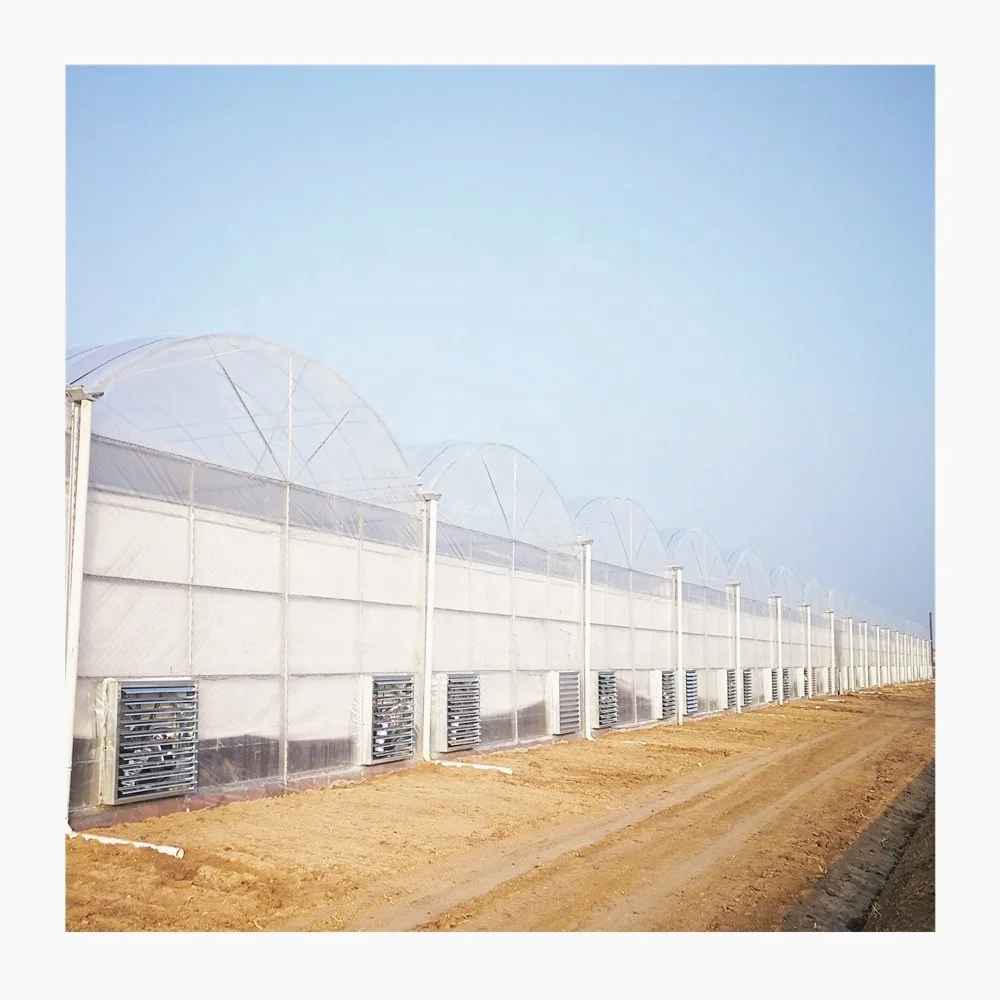 Agricultural Tomato Greenhouse Film Green Houses Tomato Hydroponic System for Tomato