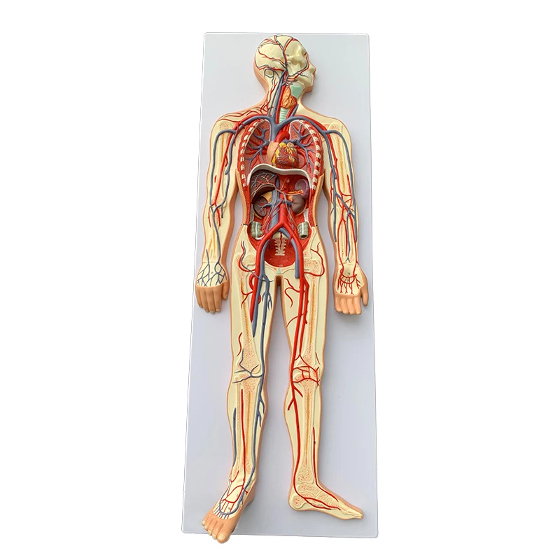 Medical Anatomy Model Plastic Simulation Human Blood Circulatory System Model