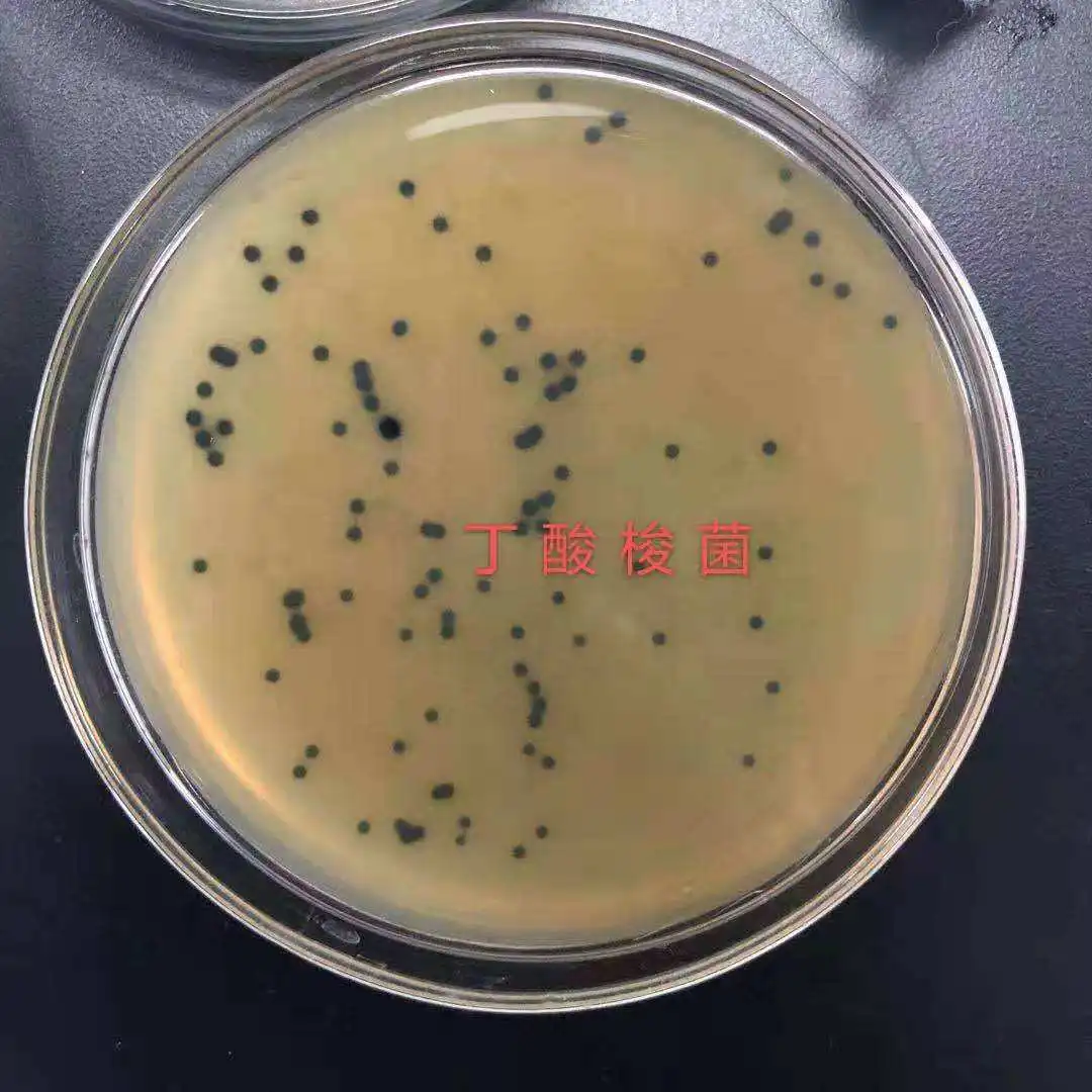 Новый продукт кормовая добавка высокочистый пакет Clostridium Butyricum упаковка Shandong пробиотики корм для рыб витамины собак 1 кг