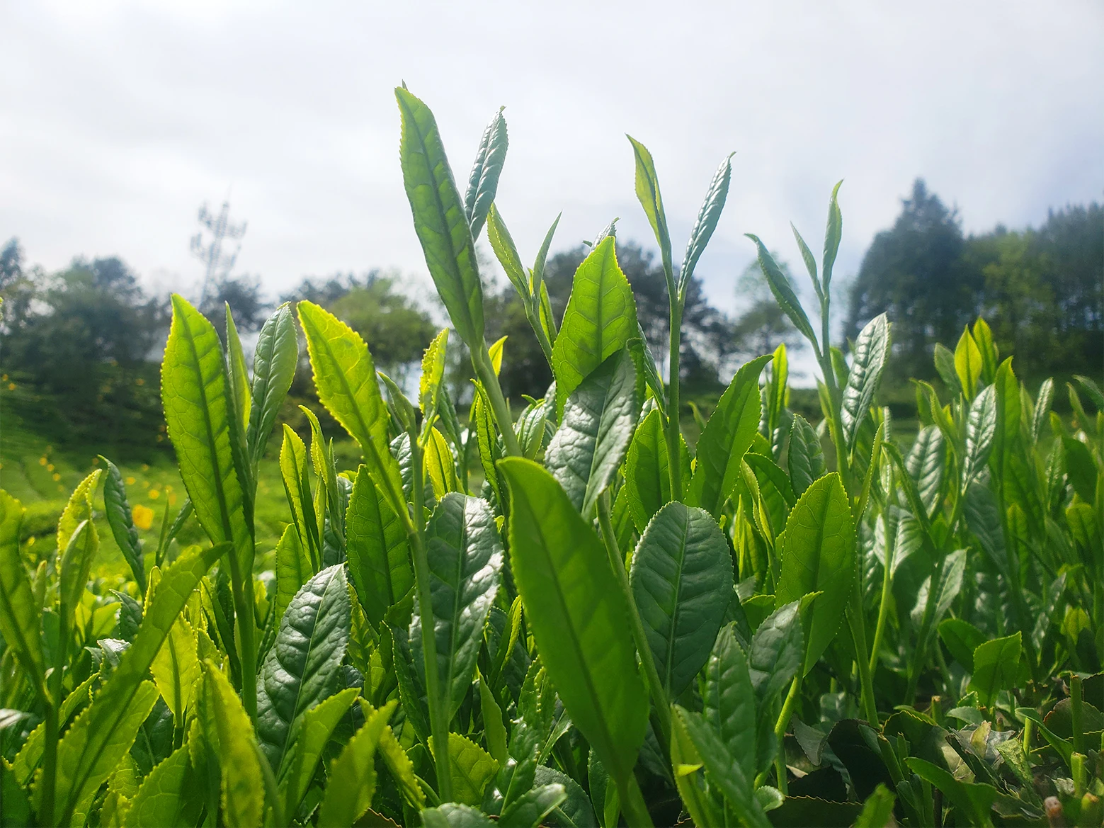 Blooming tea ball flower handmade tea EU standard support OEM package jasmine globe amaranth flower green tea