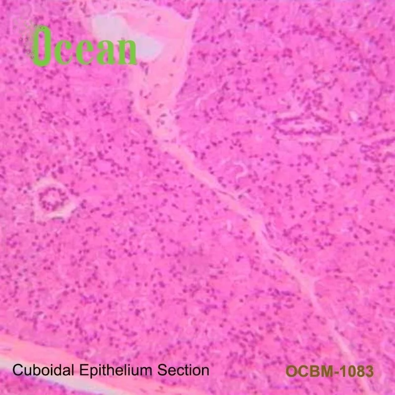 Cuboidal Epithelium секция лаборатория и медицинская патология Гистология подготовленные микроскопы слайды