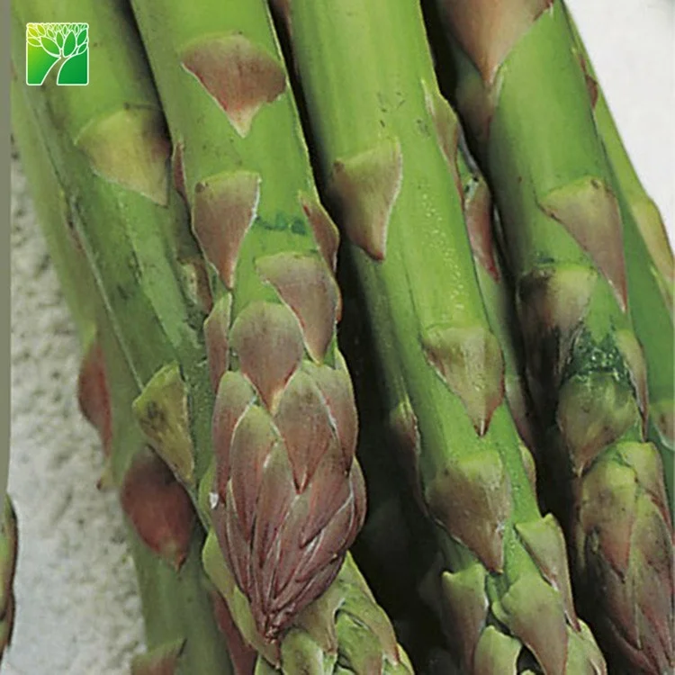
High germination direct sow method vegetable seeds asparagus officinalis asparagus seeds 
