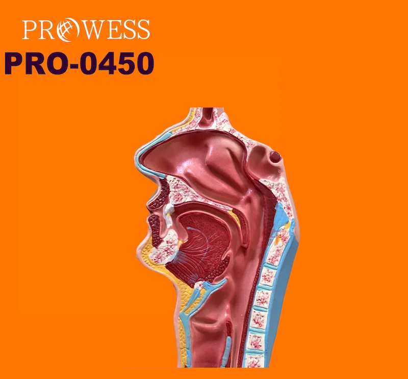 Pro-0450 Высококачественная Прямая Заводская модель человеческой мочевой пищеварительной системы для школьника, анатомия репродуктивной системы, медицинская