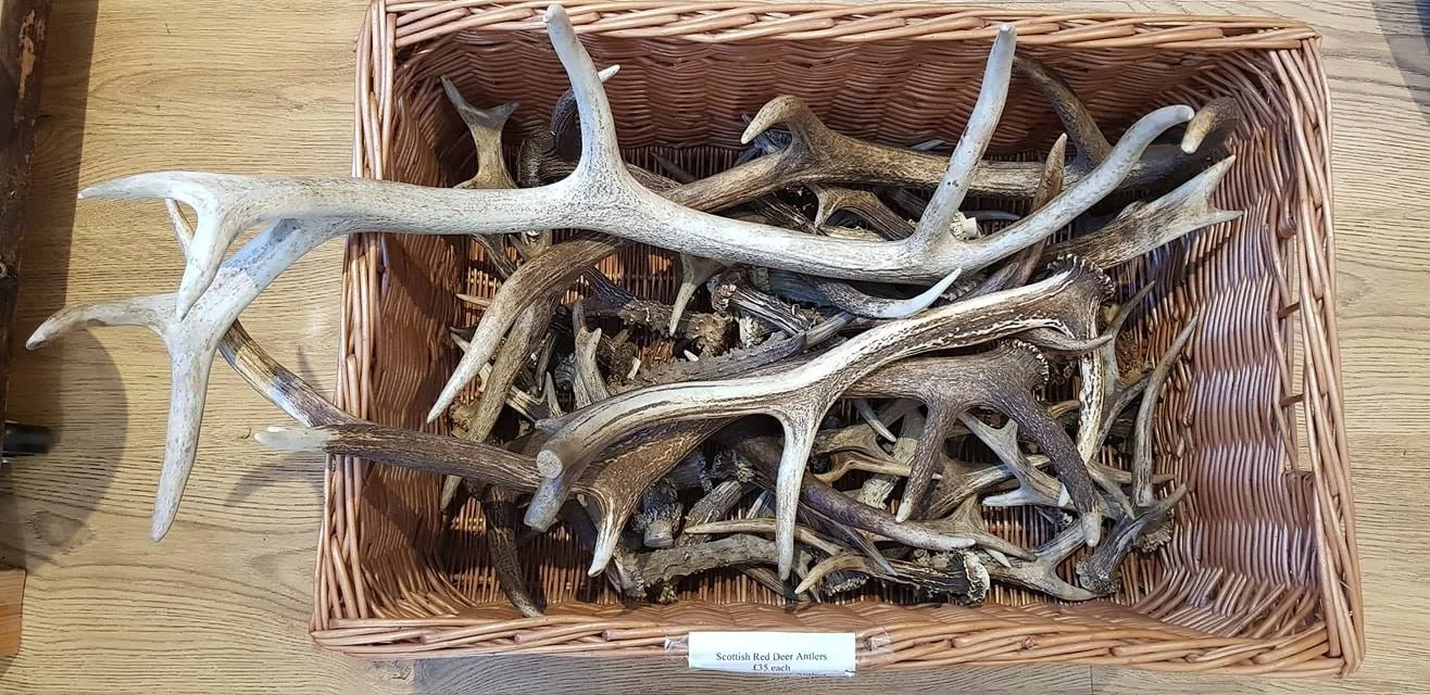 Quality Red Deer Antlers Red Deer Antlers Horns