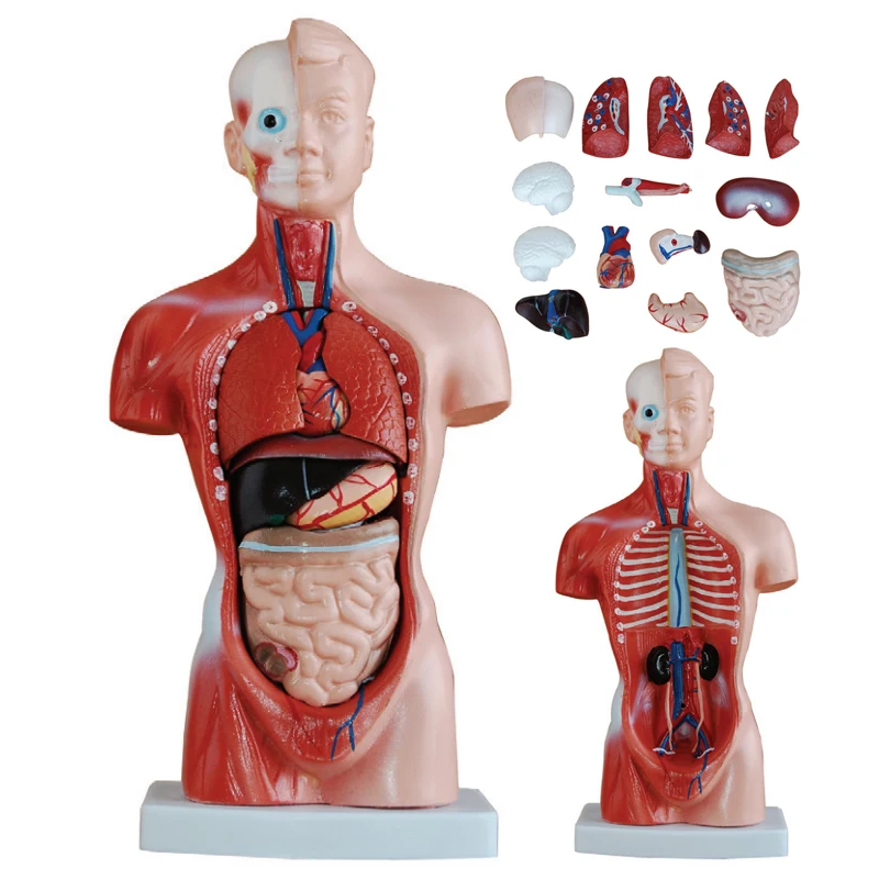 Модель человеческого тела MECAN, анатомия, 26 см, торс, 15 частей, 10,5 дюйма, медицинская обучающая модель анатомии человека