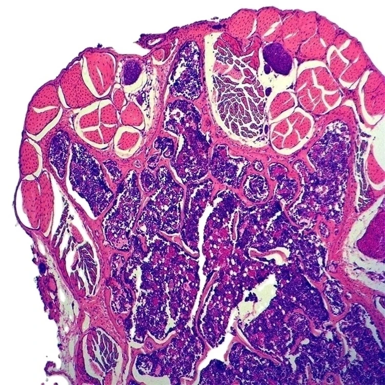 Factory Microscope Prepared Teaching Slides Professional Led Binocular Biological Lab Using Microscope Prepared Teaching Slides