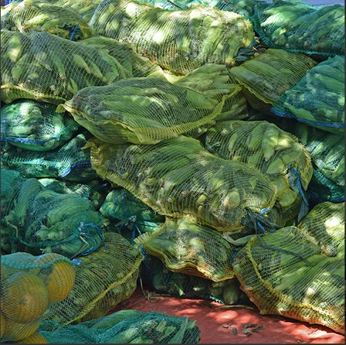 Bag of Onion 20 kg Empty Sack