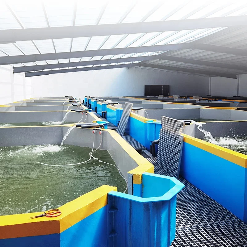 Indoor recirculating aquaculture system fish farming RAS Solution for Koi / climbing perch