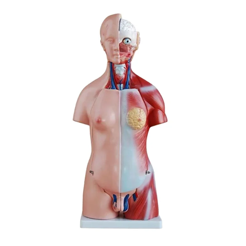 DARHMMY Unisex 45cm Human Torso Anatomy Model 23 Part Medical Educational Half Body Male for Science Teaching