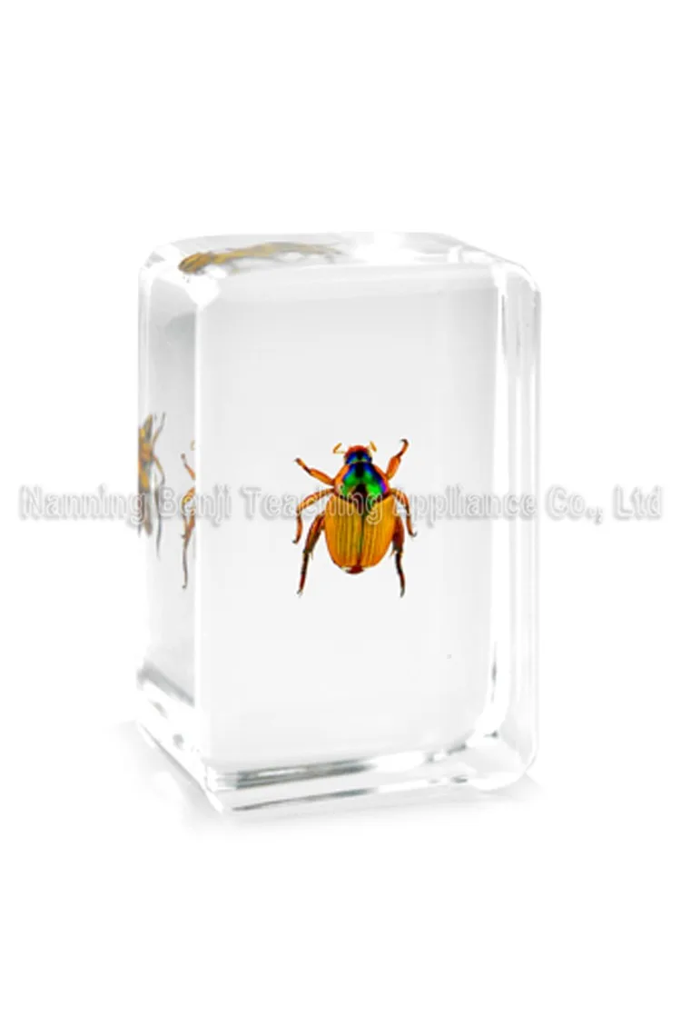 Eco-Friendly Long Arm Scarab Beetle Resin Crafts Real Epoxy Animal Specimen For Gits