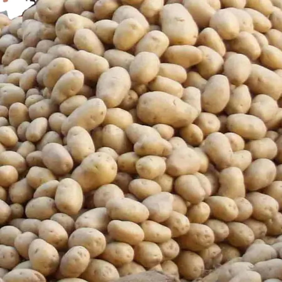 Fresh Potato/Fresh Holland Potatoes