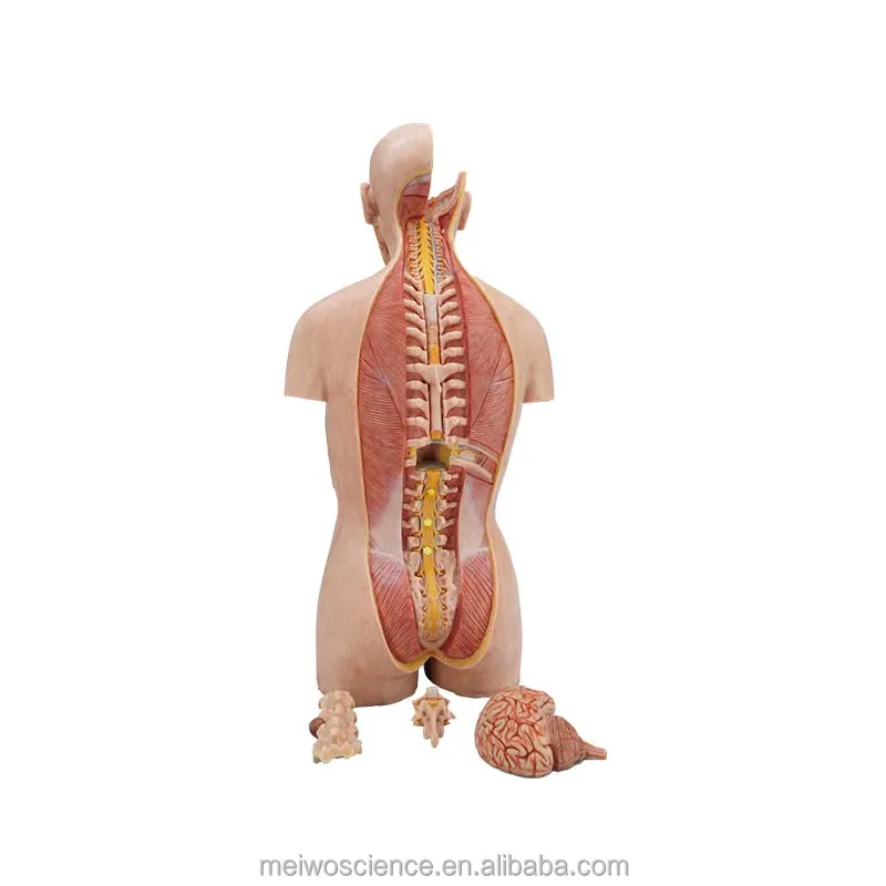 torso anatomy model.jpg