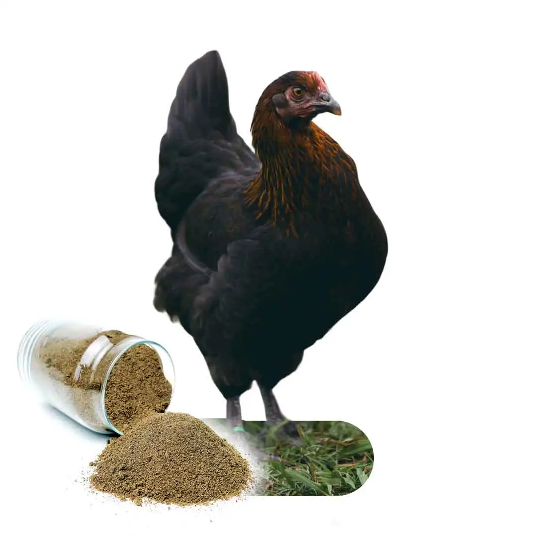 Black Soldier Fly Larvae Dried Powder Bsfl With Black Soldier Fly Net Cages