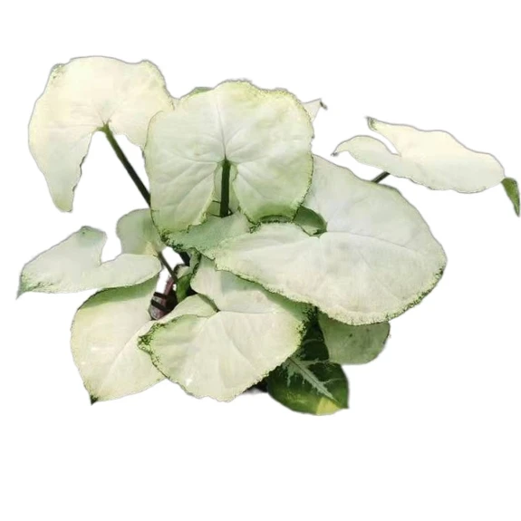White Small Foliage Plants Indoor Plants Syngoniums Syngonic Plants