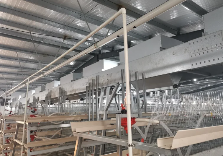automatic layer chicken cage with automatic manure removal system