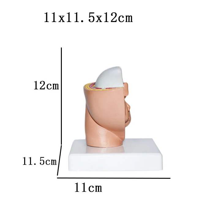 Reproductive system PVC emulsion model of human and child pelvis small size