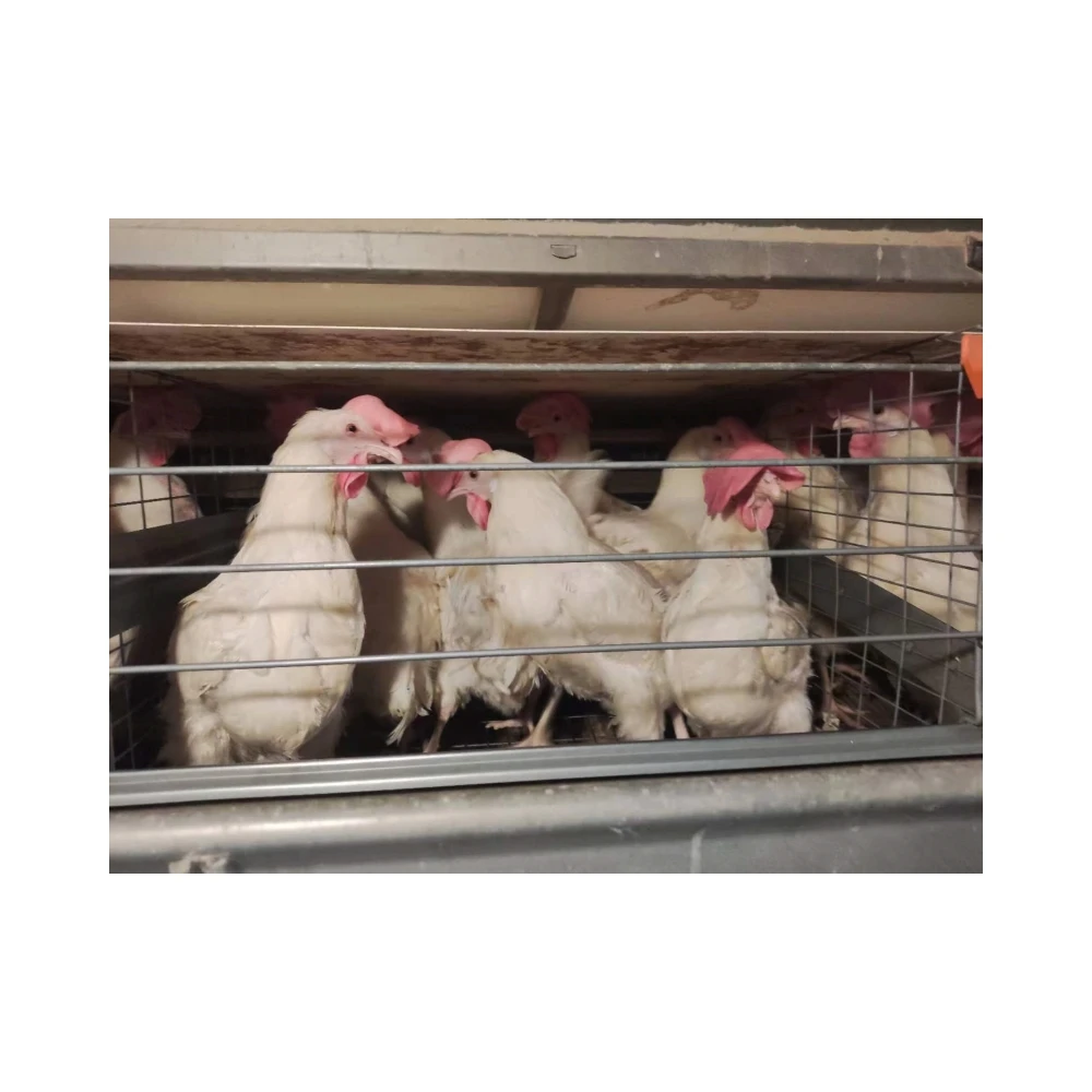 Яичные птицы улучшают качество яиц продлевают период пиковой кладки кормовые добавки для цыплят