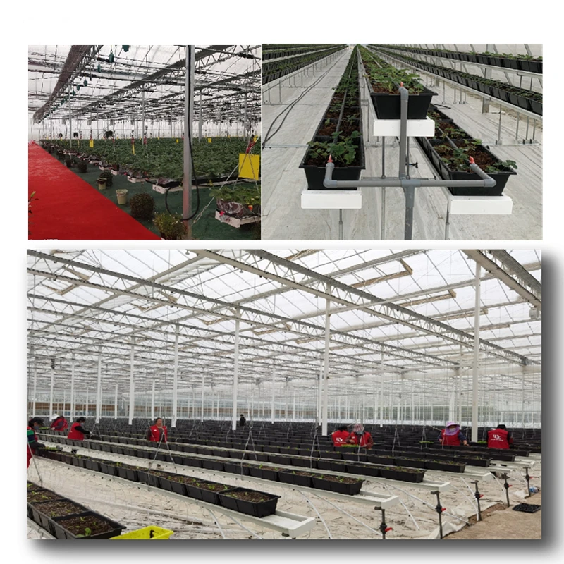 Strawberry/Lettuce/Flower/Herb Cultivation Systems in Greenhouse Hydroponics Farm Agriculture