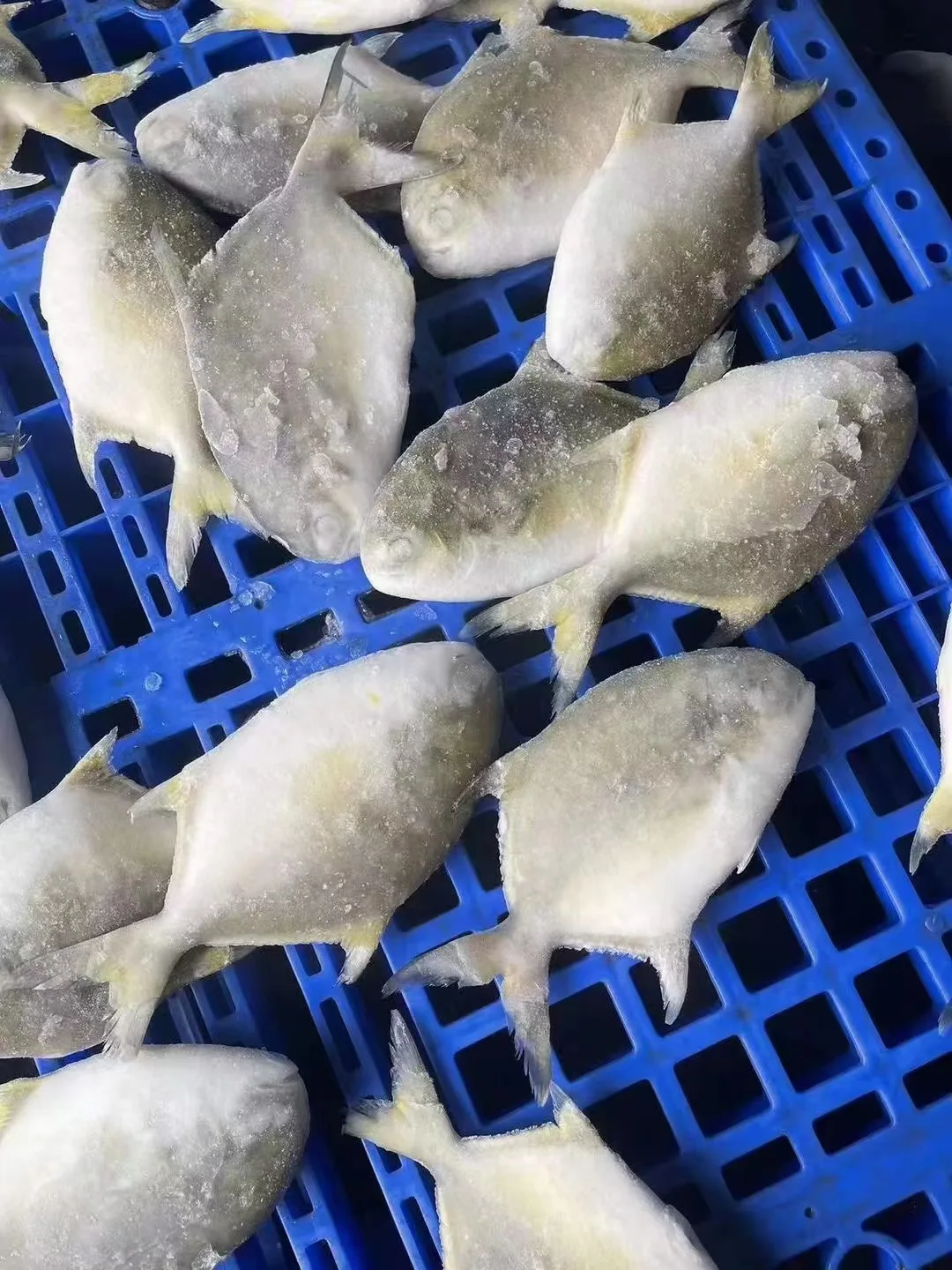 Quality frozen seafood pomfret fish golden pomfret