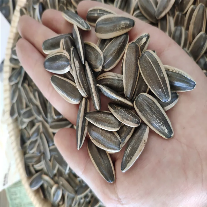 2022 new crop china sunflower seeds type 361 inner mongolia factory