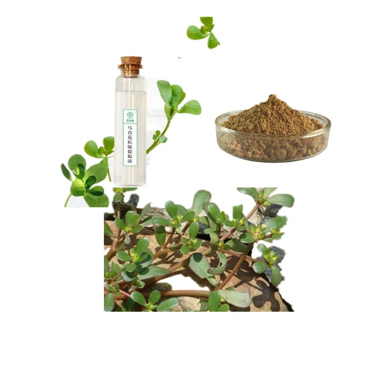 Nature Purslane seeds extract portulaca oleracea powder