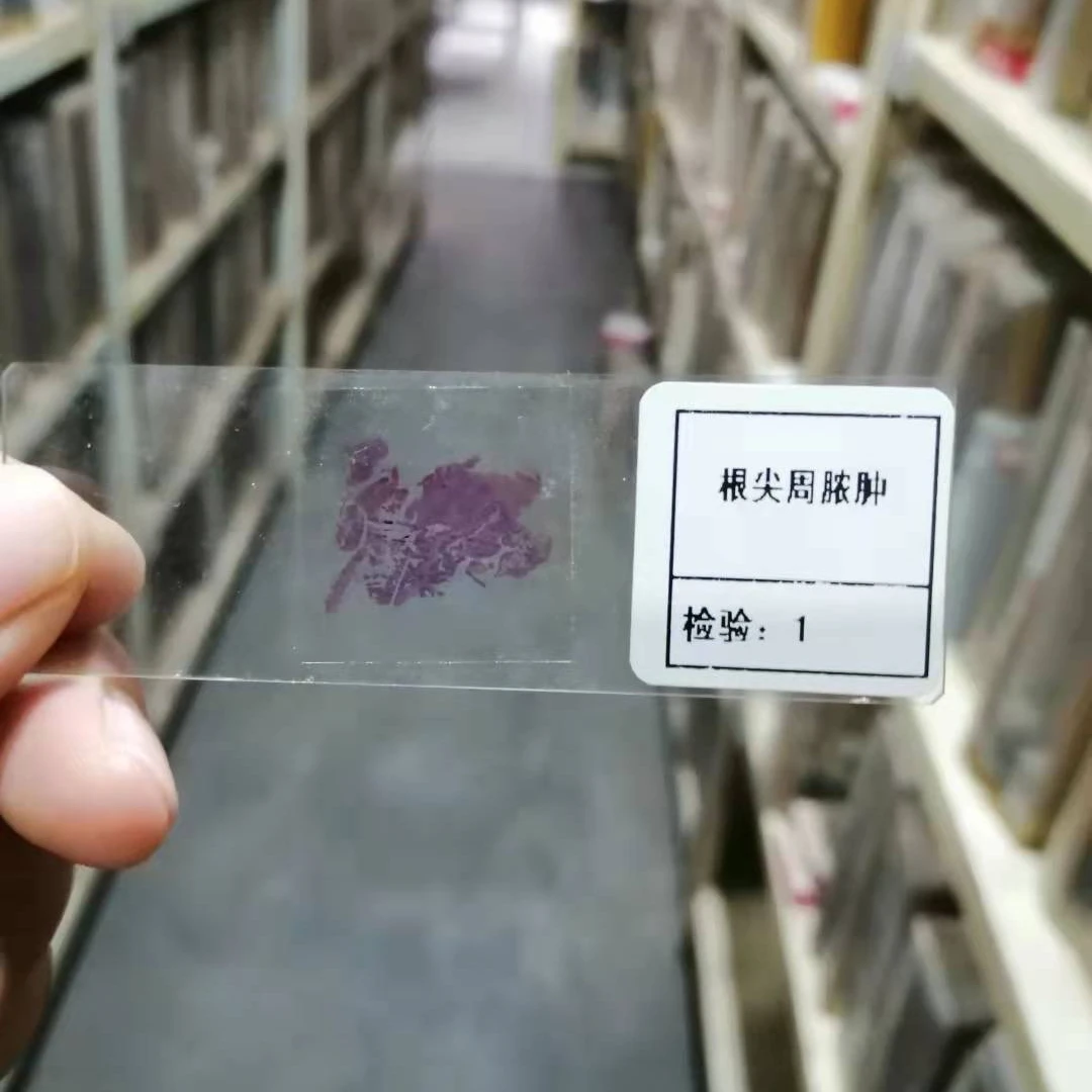 Mixed microscope glass slides set microbiology prepared slides kids children educational stain laboratory consumables