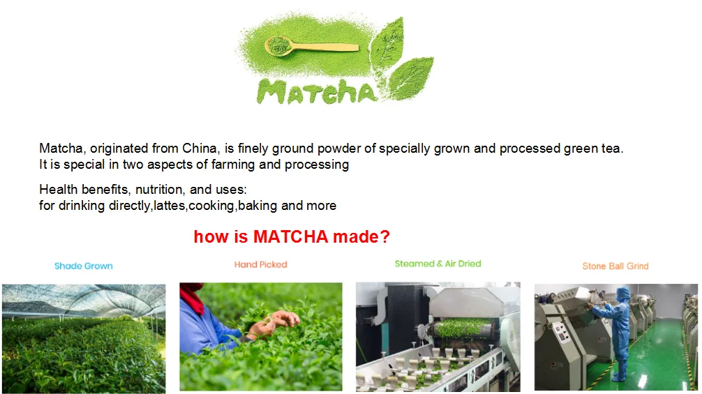 matcha 1.png
