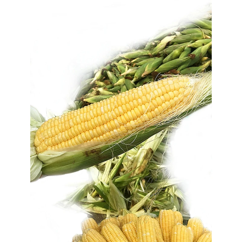 canned corn shoots Natural Canned Golden Sweet Corn OEM factory Supply Wholesale Price industrial sterilizer for corn canning