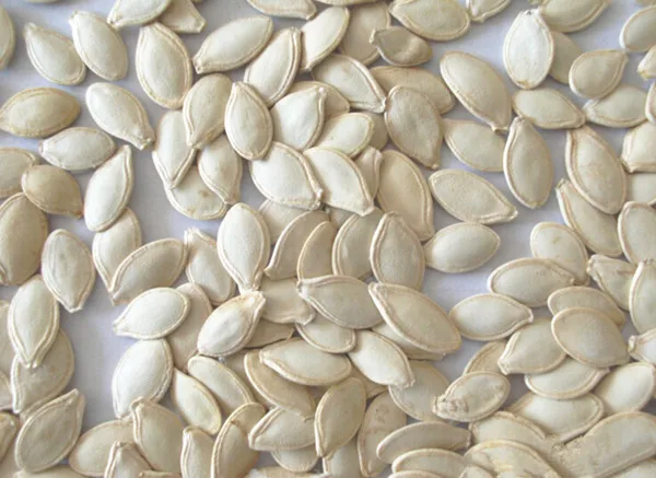 online all kinds organic non gmo hybrid dried white pumpkin seed seeds turkey price
