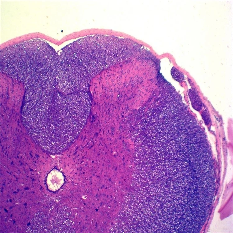 medical science Factory 100 Kinds Human body histology tissue teaching prepared microscope slides sets in wooden box