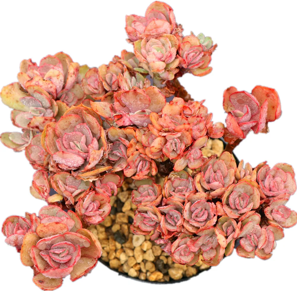 Орнаментные растения Echeveria Suyon для украшения помещений оптом