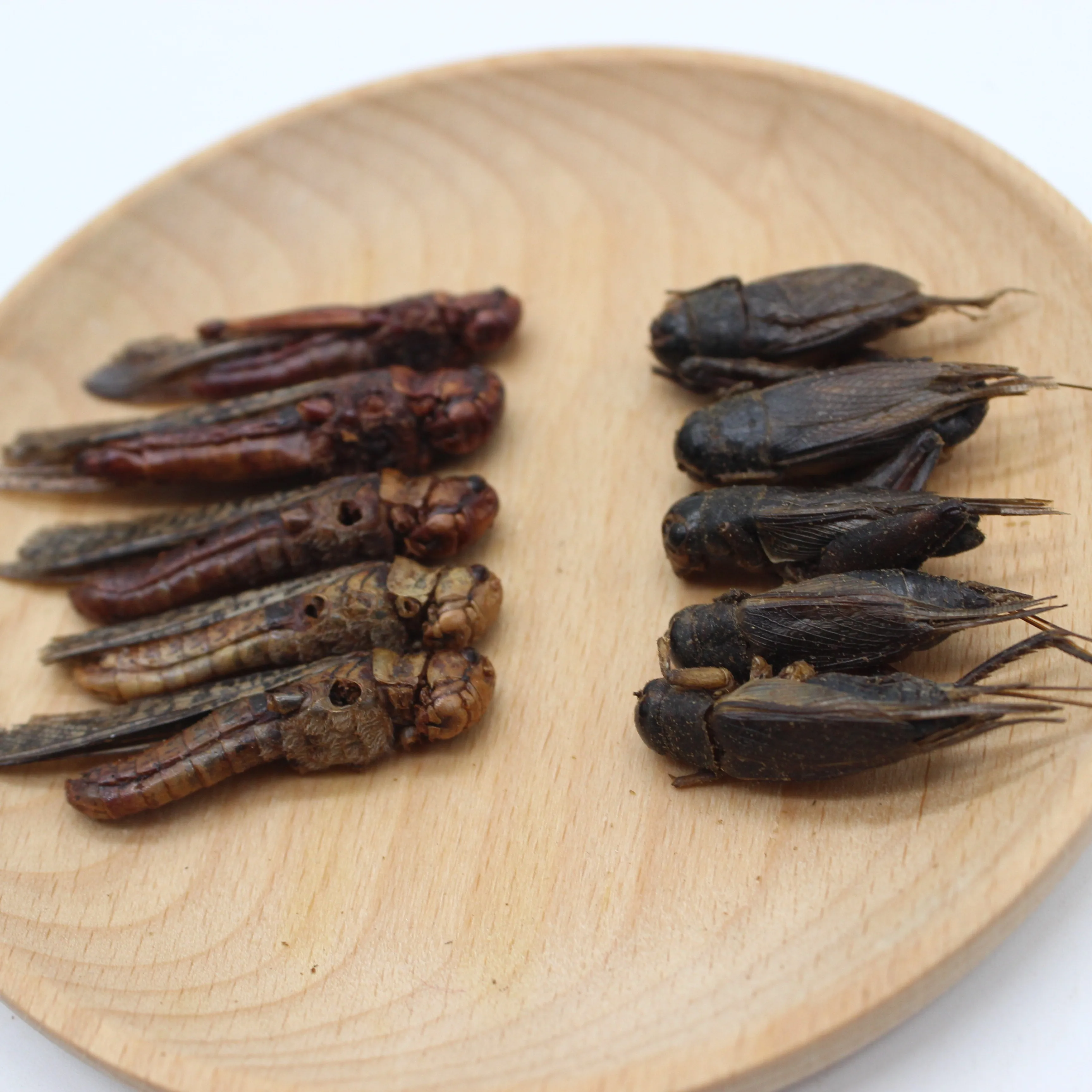 
High protein Dried crickets insects for Pet Food 