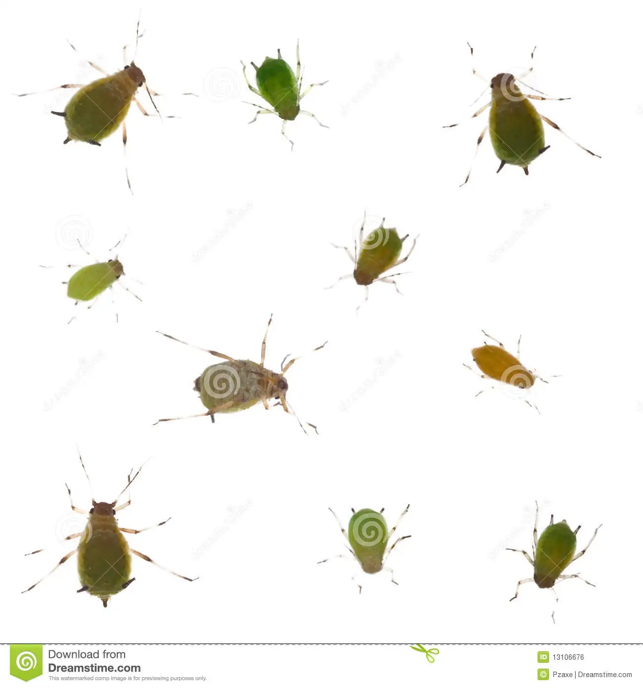 Acetamiprid wheat Aphids Lice Thrips bio pesticide exporter