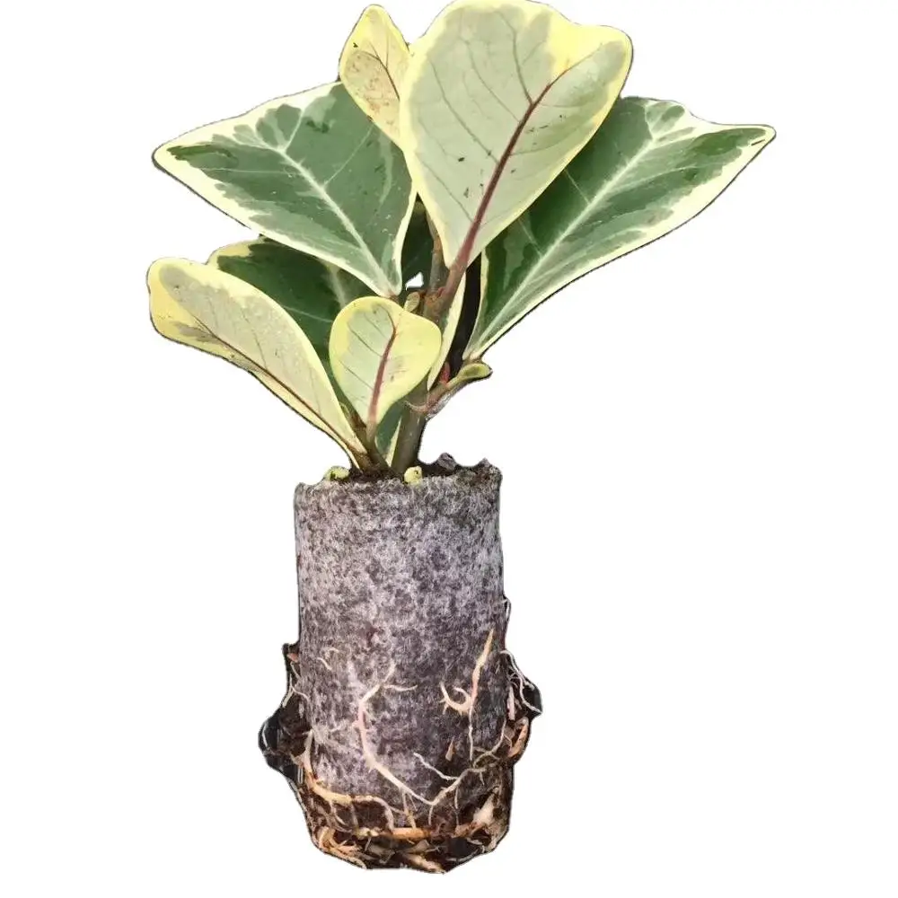 Новые любимые растения прямые продажи с фабрики массовое производство любовь фикус