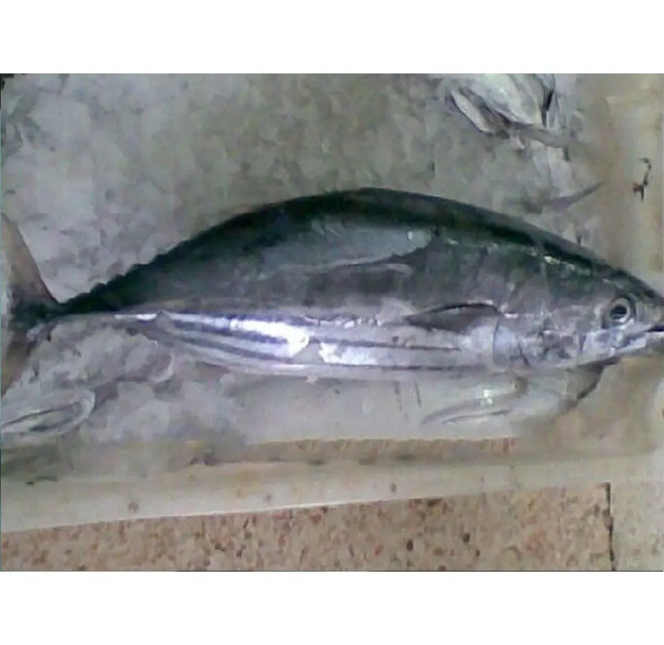 
Tuna frozen 