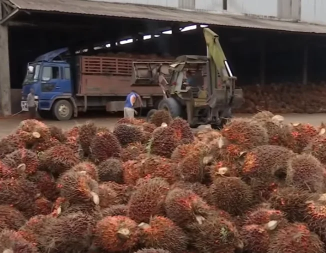 Large-scale Palm fruit oil pressing and red oil refining  production line