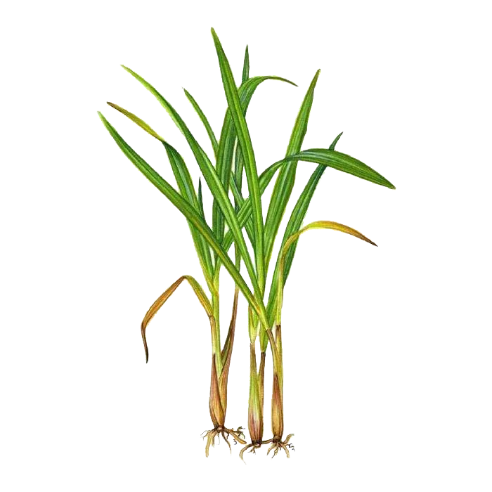 Organic Lemon grass Essential Oil For Bug | West Indian Lemongrass Oil 10mL - 100 Pure Natural Cymbopogon citratus Plant Extract