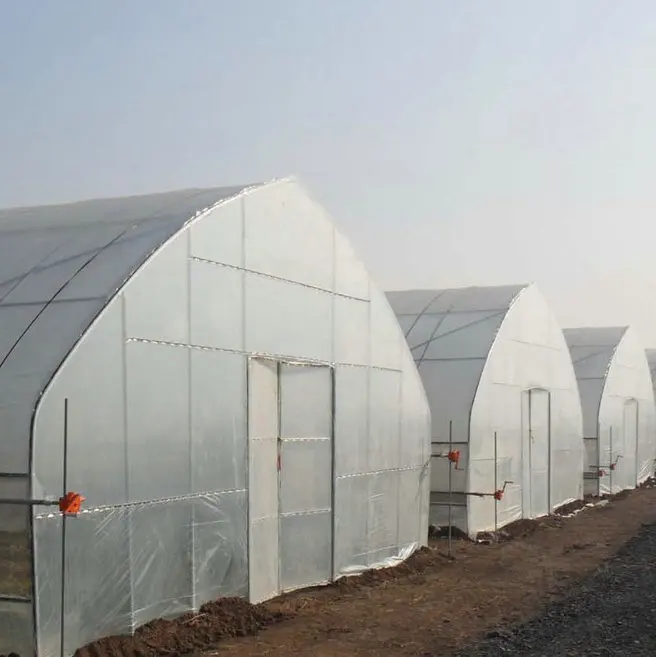 2024 hot sale tunnel greenhouse plastic hydroponic system growing vegetable salad