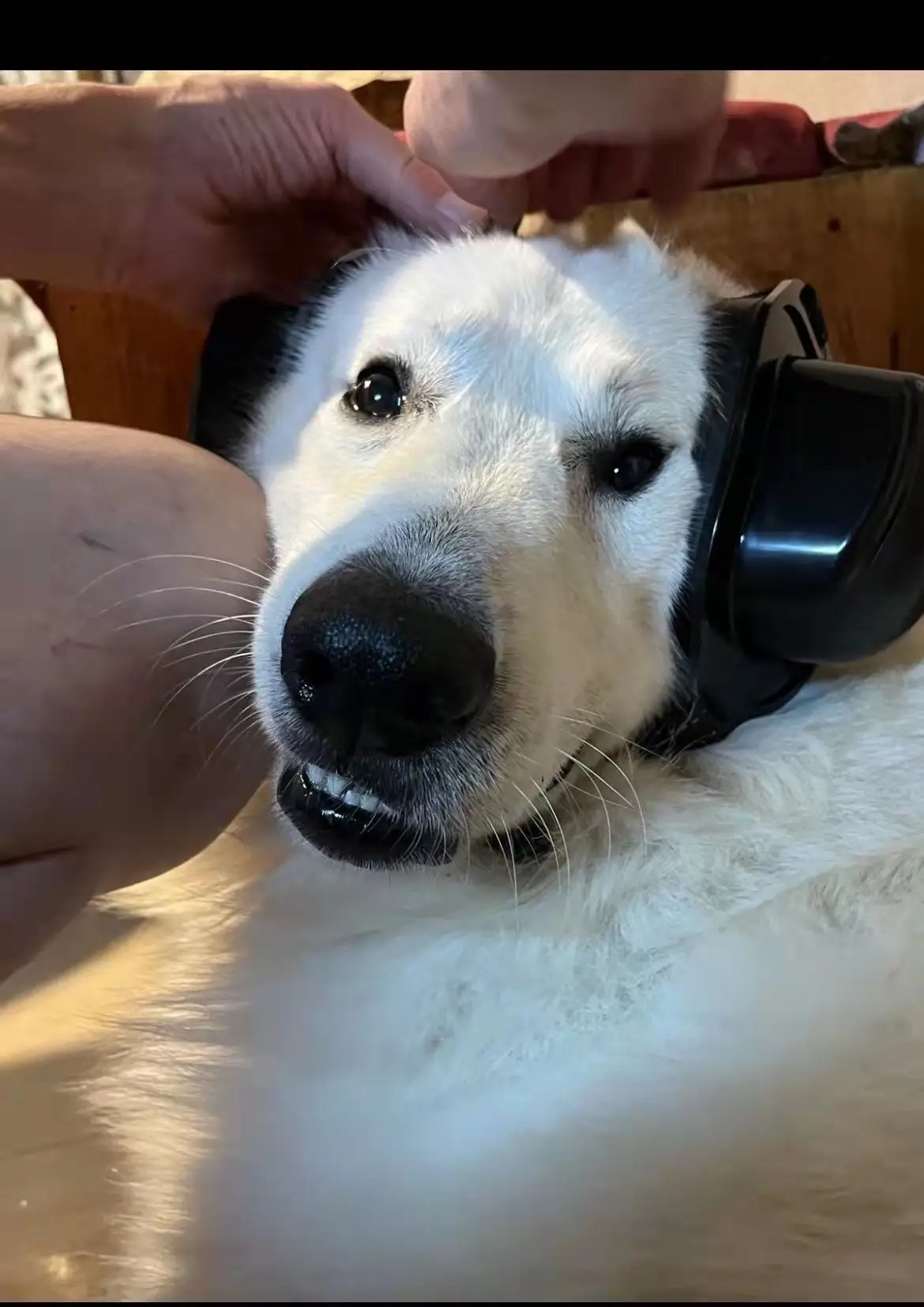 Ear Plugs for Hearing Noise canceling Earmuffs  Dog Hearing Protector Thunder Fireworks