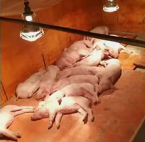 high quality  breeding farm infrared heater infrared heating lamp for wholesale