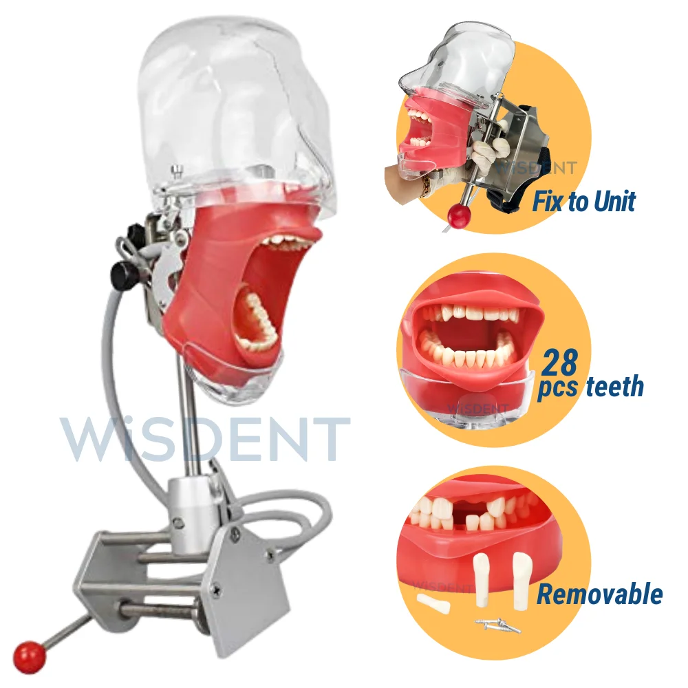 phantom head dental model desk type oral therapy equipments for school training manikin simulator typodont dental laboratory