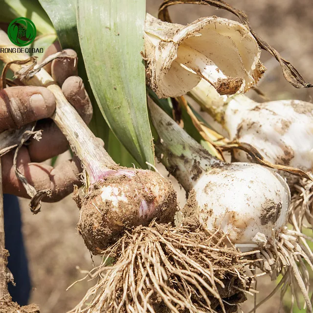 Wholesale  Chinese Suppliers Price New Crop Organic 2021 Box 10kg Packing White Fresh Garlic