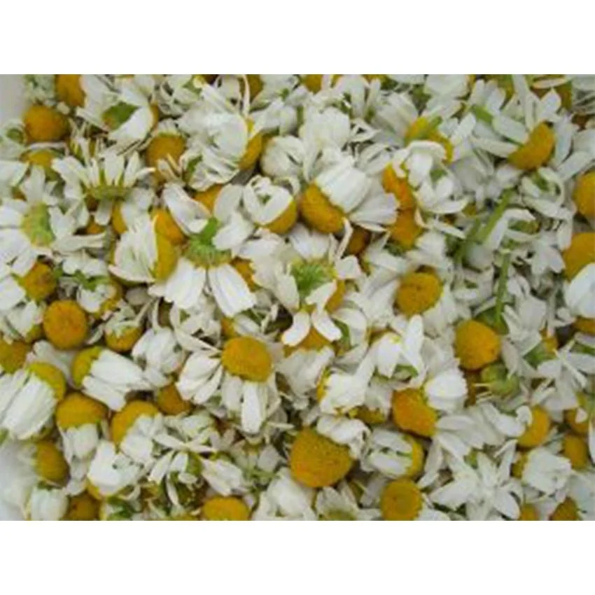 best drying flowers Chamomile flower  Bulk Storage Cool Packing Packaging Organic herbal tea