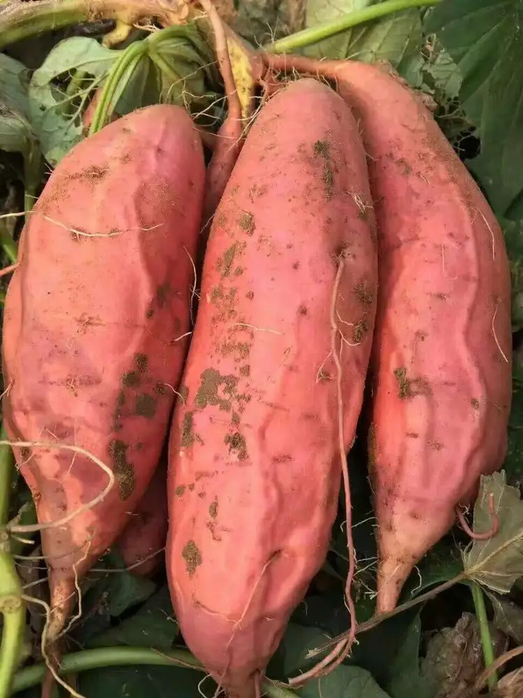
Fresh high quality new harvest sweet potatoes 