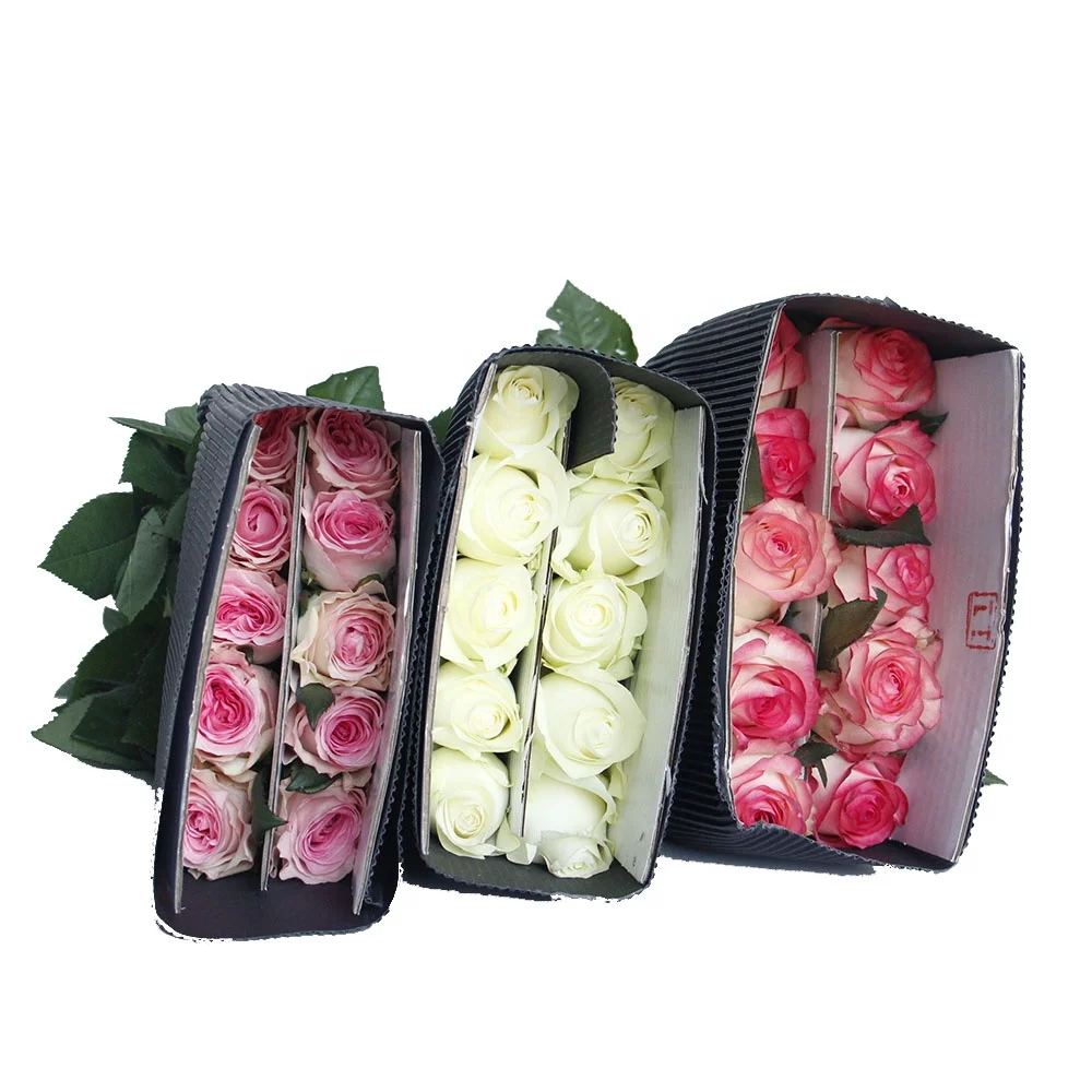 Top Quality Bulk Wholesale Kunming Large Flower Head Deep Pink White Rim Roses Luo God Exporter Fresh Cut Flowers